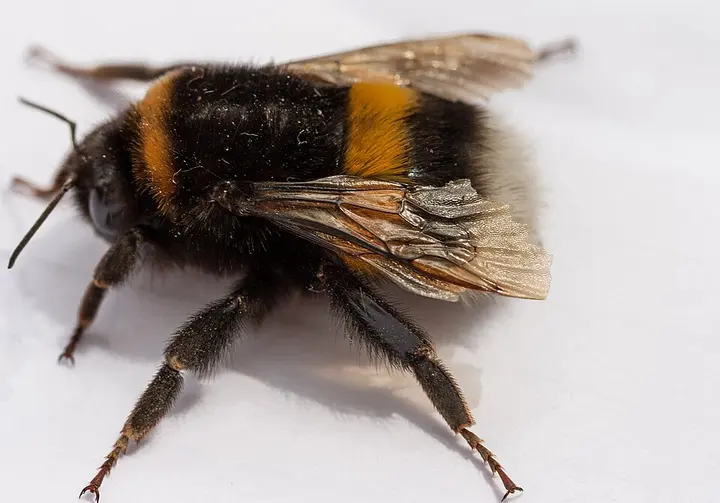 Buff-tailed bumblebee