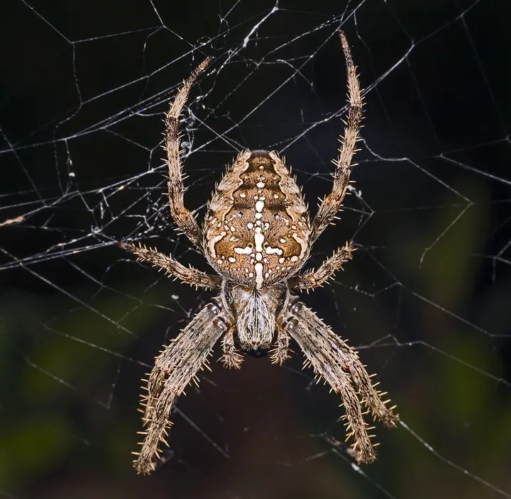 European garden spider