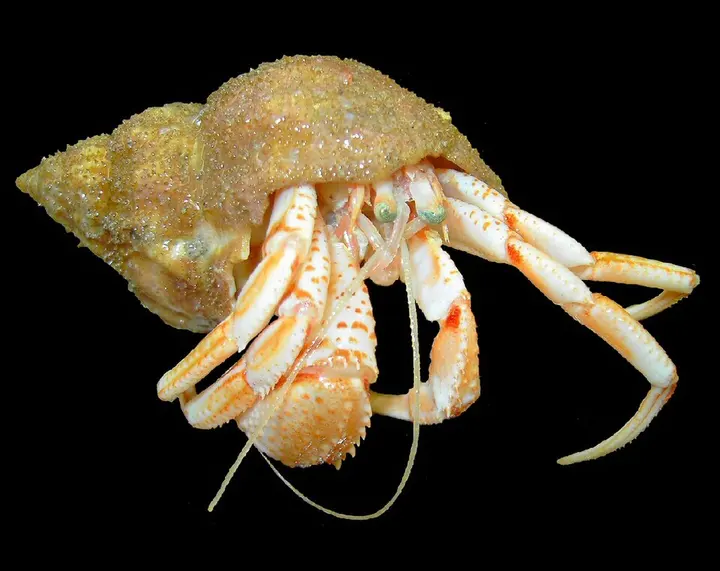 Common hermit crab