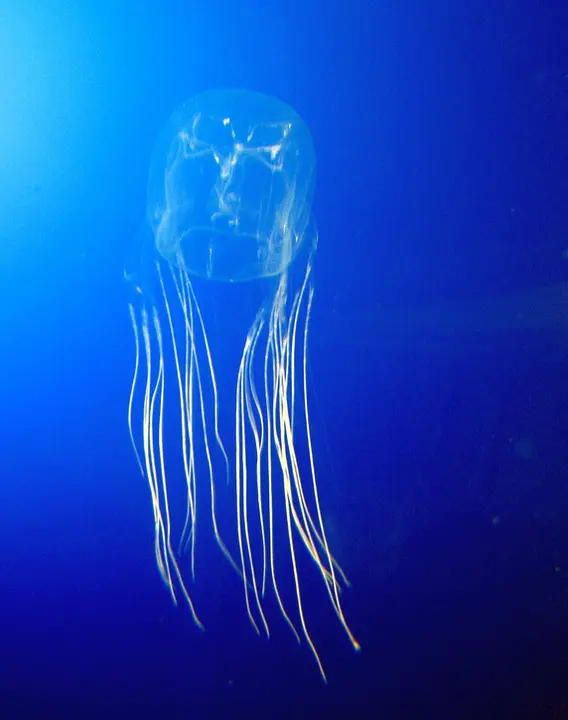 Australian box jellyfish