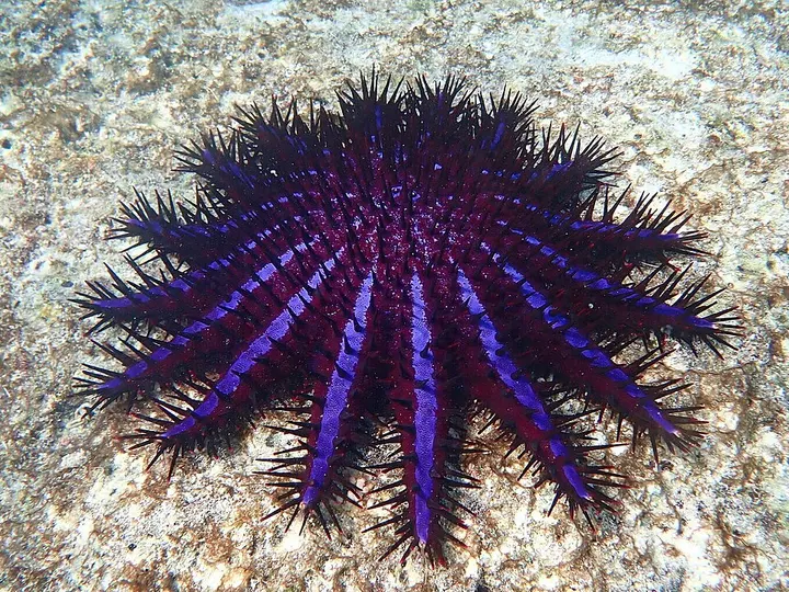 Crown-of-thorns starfish