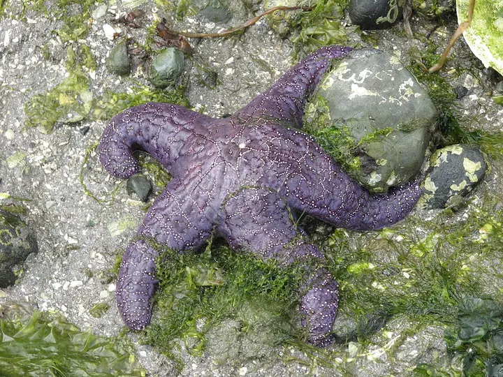 Purple sea star