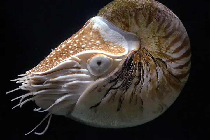 Chambered nautilus