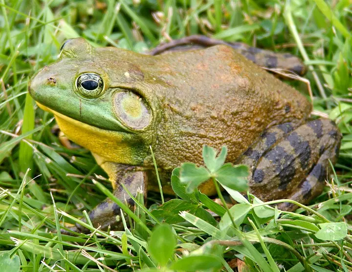 American bullfrog