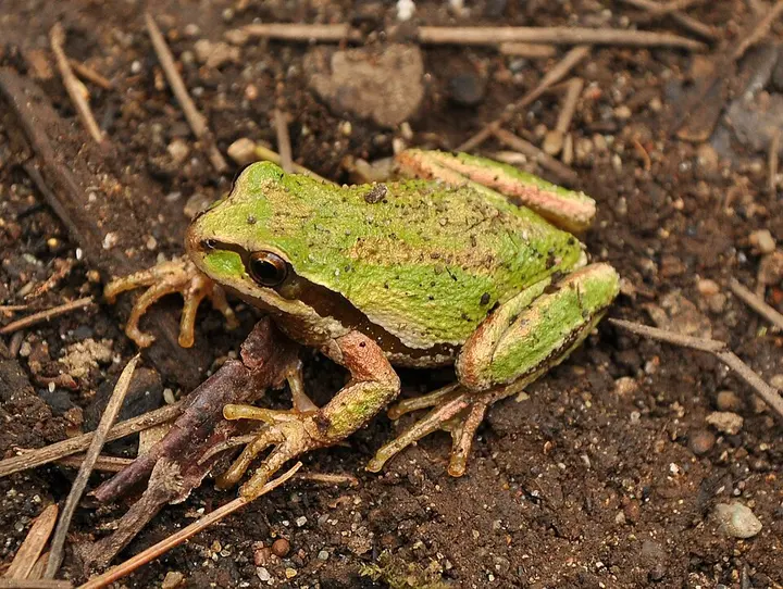 Pacific tree frog