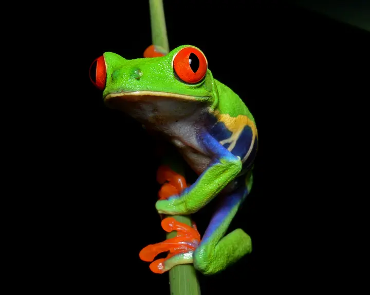Red-eyed tree frog