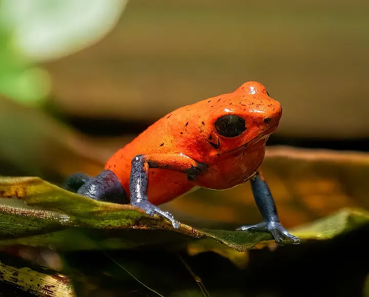 Strawberry poison dart frog