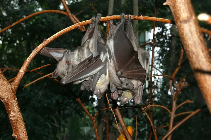 Straw-coloured fruit bat