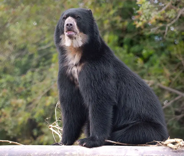 Spectacled bear