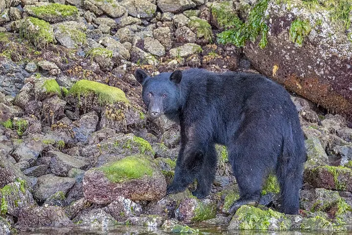 American black bear