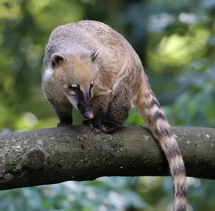 South American coati