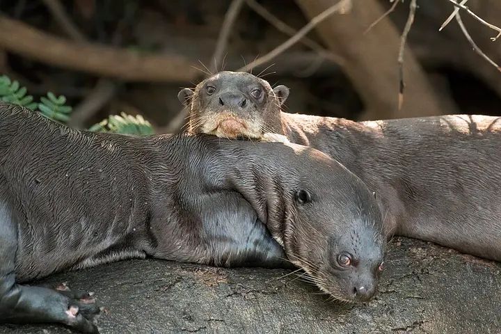 Giant otter