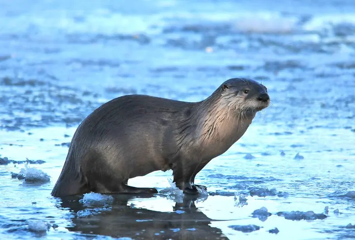 North American river otter