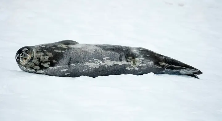 Weddell seal