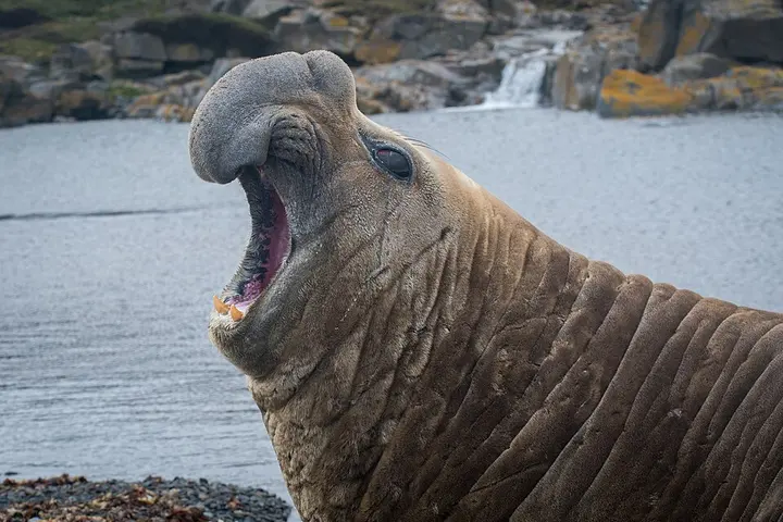 Southern elephant seal