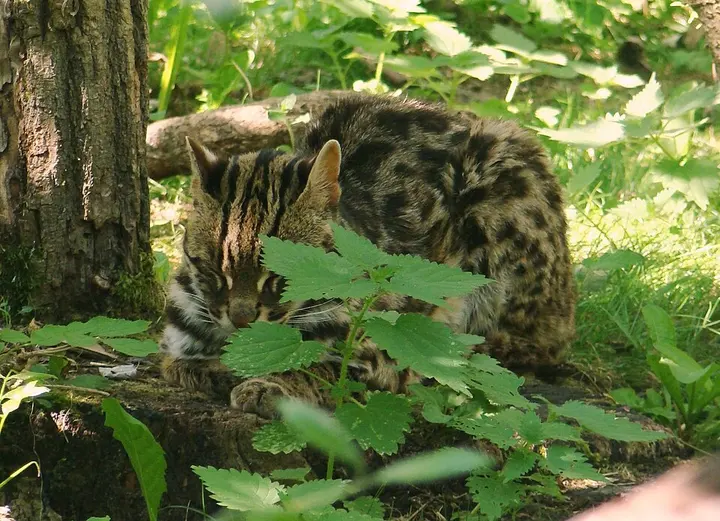 Leopard cat