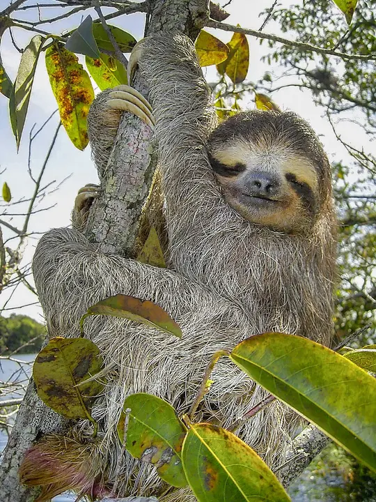 Brown-throated sloth