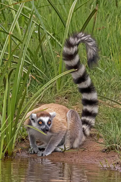 Ring-tailed lemur