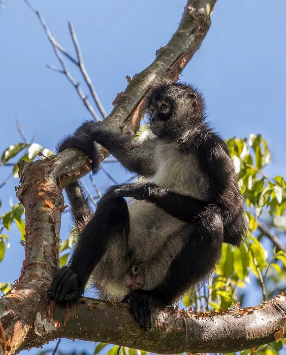 Geoffroy's spider monkey