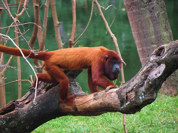 Colombian red howler
