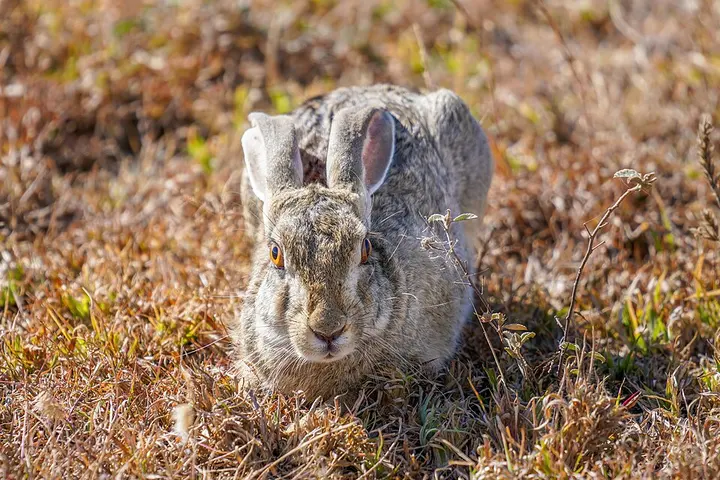 African savanna hare