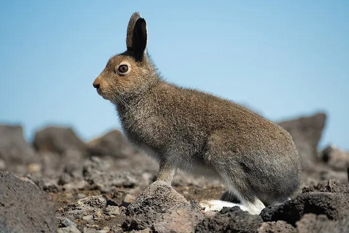 Mountain hare