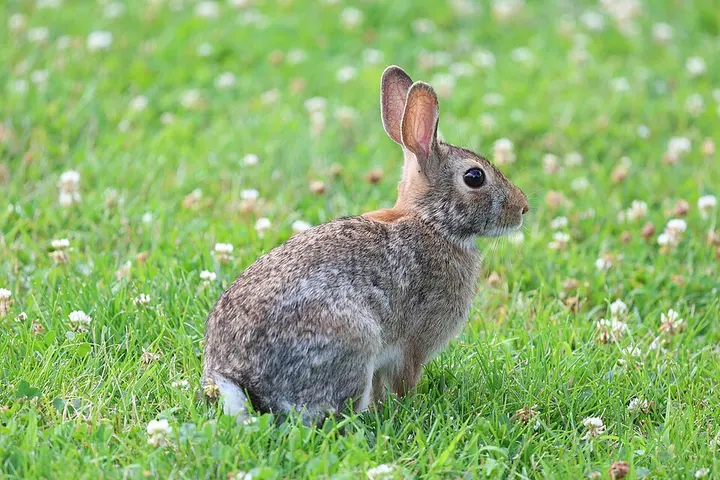 Eastern cottontail