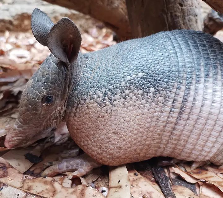 Nine-banded armadillo