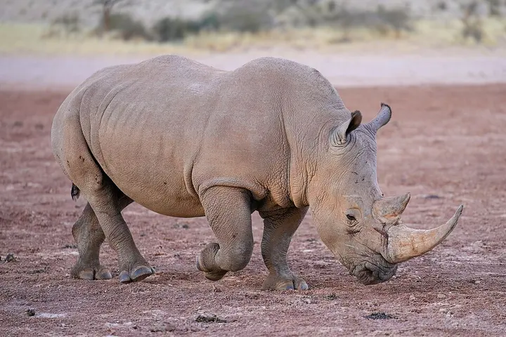 White rhinoceros