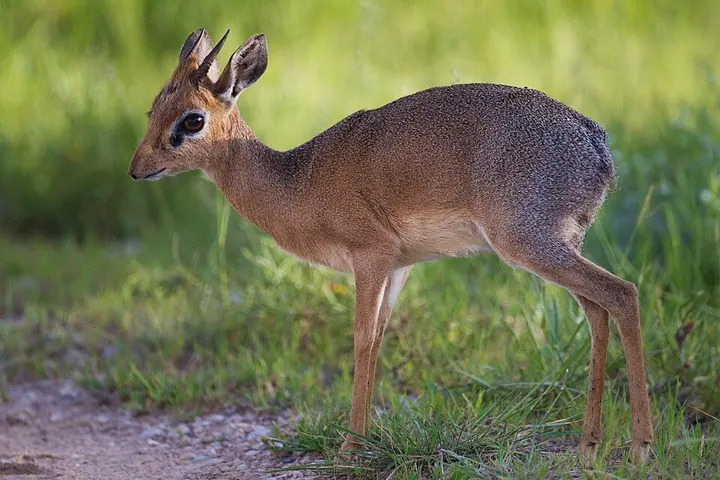 Kirk's dik-dik