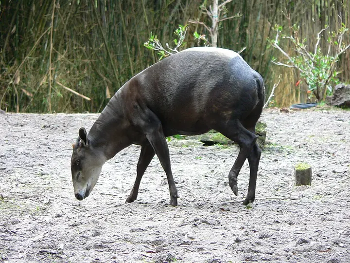Yellow-backed duiker