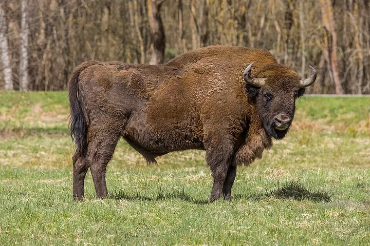 European bison