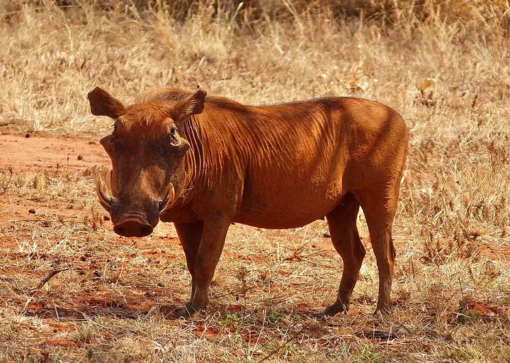 Desert warthog