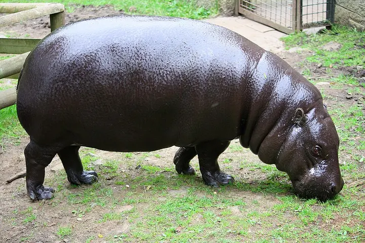 Pygmy hippopotamus