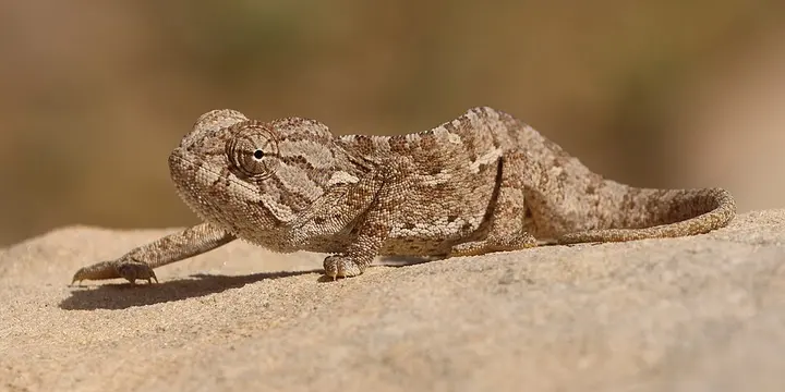 Common chameleon
