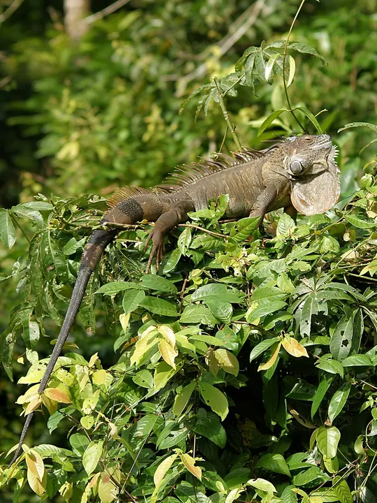 Green iguana