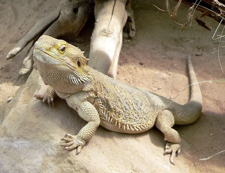Central bearded dragon