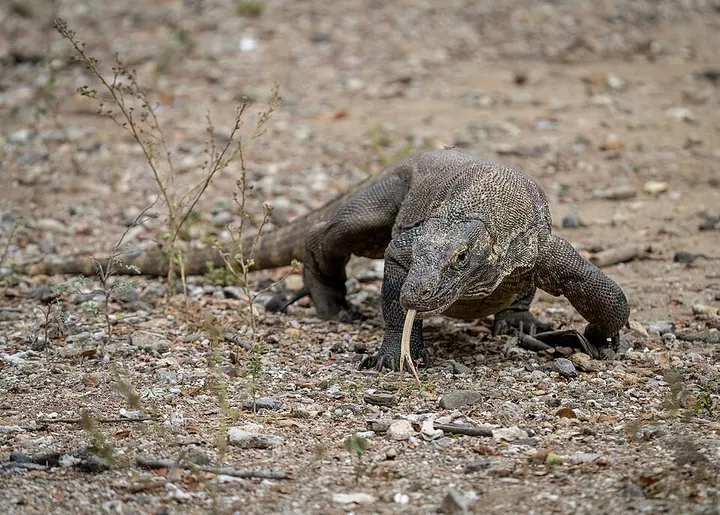 Komodo dragon