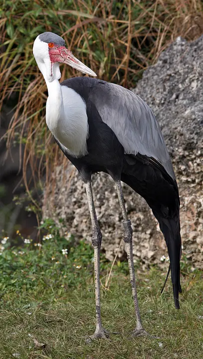 Wattled crane