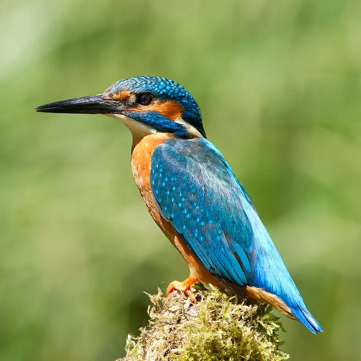 Common kingfisher
