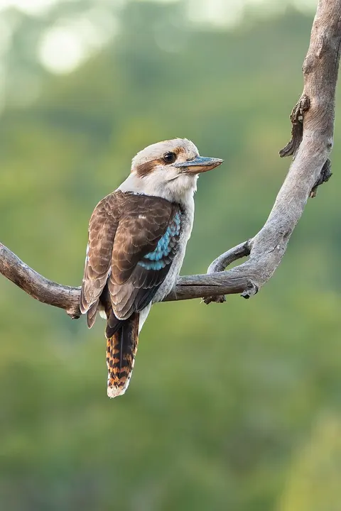 Laughing kookaburra
