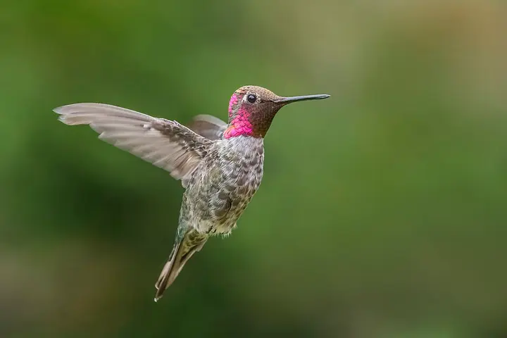 Anna's hummingbird