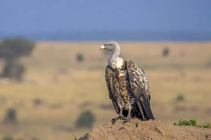 Rüppell's vulture