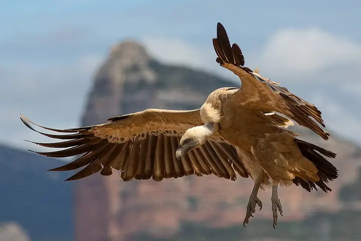 Eurasian griffon vulture