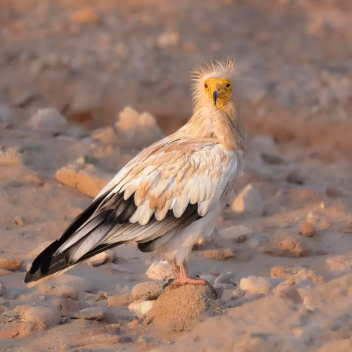 Egyptian vulture