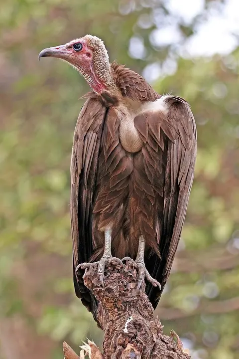 Hooded vulture