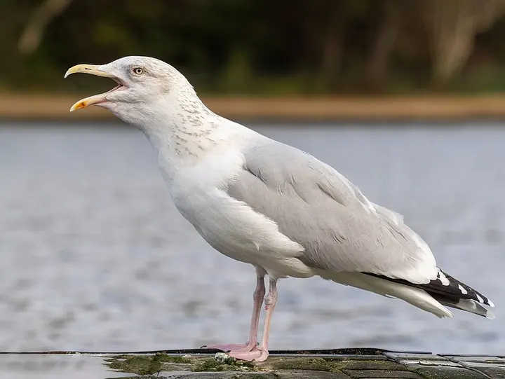 European herring gull