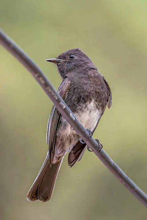 Black phoebe