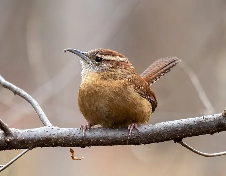 Carolina wren