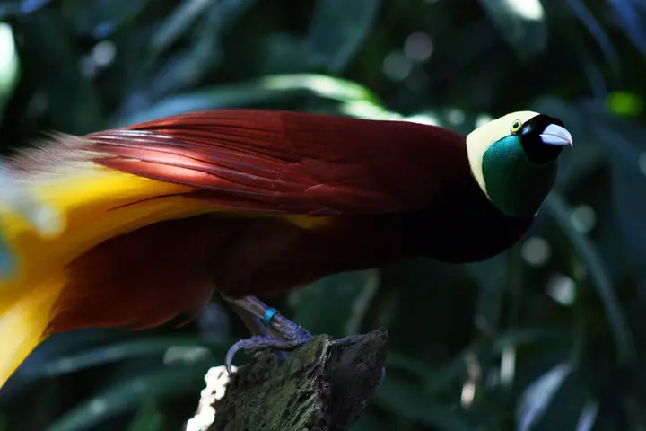 Greater bird-of-paradise